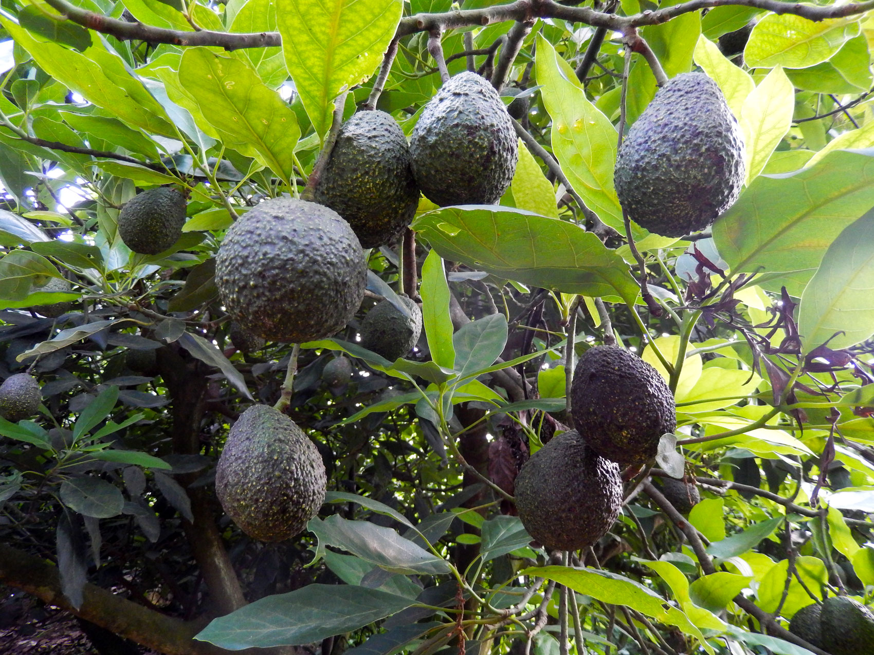 fruits